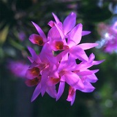 Cattleya, Orkidé