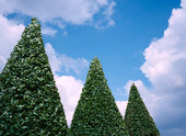 Pyramidklippta trädgårdsbuskar