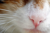 Close up photo of a Cat Nose 