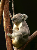 Koalabjörn