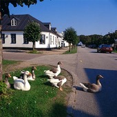 Geese in Skåne, Skåne