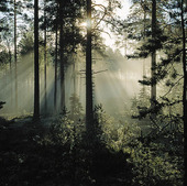 Soluppgång i skogen