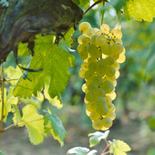 Vindruvor, Frankrike