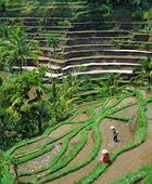 Risfält i Indonesien