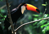 Toucan fågel