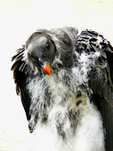Royal vulture