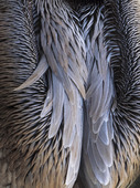 Pelican Fjädrar